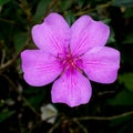 ManacÃÂ¡-da-serra Ã¢â¬â Tibouchina mutabilis- pink frontal Royalty Free Stock Photo